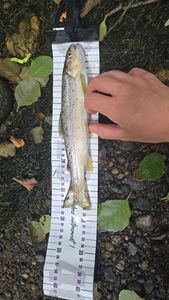 Brown Trout