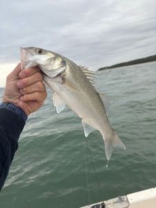 European Bass (Seabass)