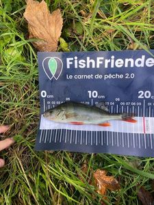 European Perch