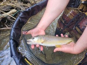 Brown Trout