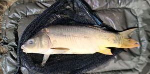 Mirror Carp