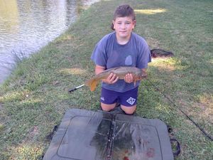 Common Carp