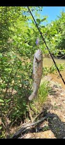 Rainbow Trout