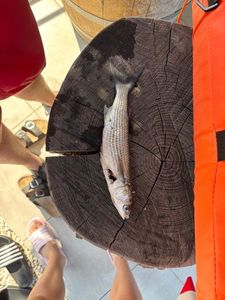 Thicklip Grey Mullet