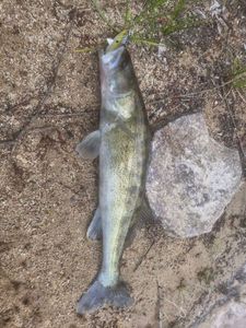Zander