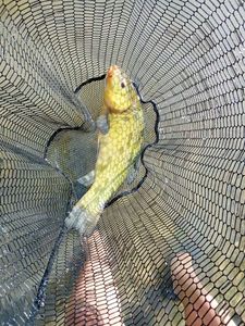 Tench