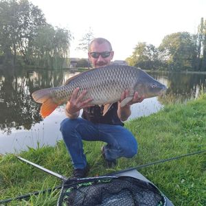 Common Carp