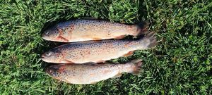 Brown Trout