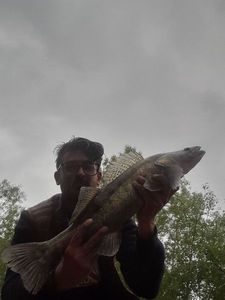 Zander