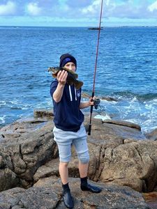 Ballan Wrasse