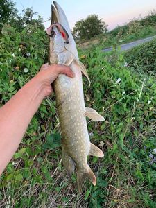 Northern Pike