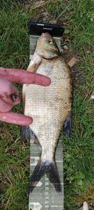 Common Bream