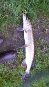 Northern Pike