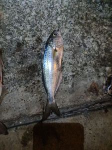 Bluefish