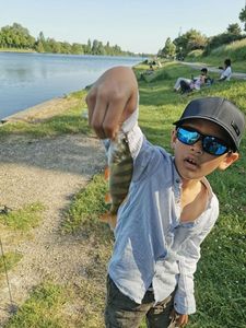 European Perch