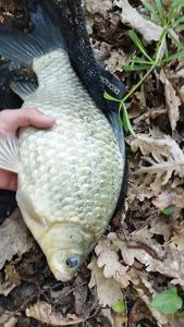 Crucian Carp