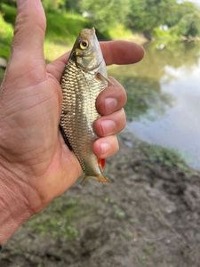 Roach