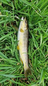 Brown Trout