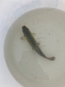 Tench