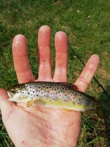 Brown Trout