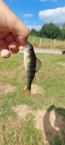 European Perch