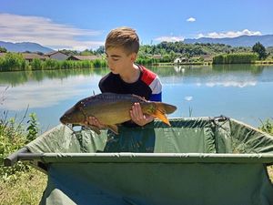 Mirror Carp