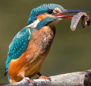 IJsvogel 