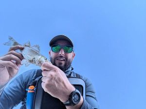 European Bass (Seabass)