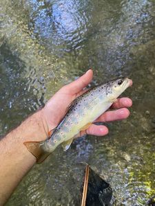 Brown Trout