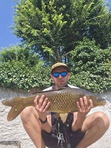 Common Carp
