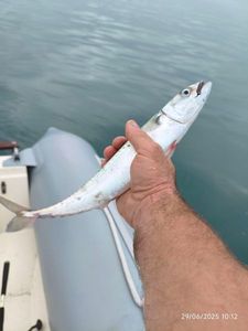 Mackerel