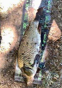 Common Carp