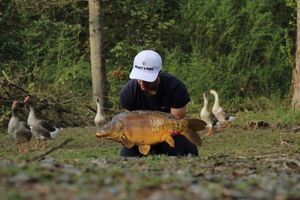 Mirror Carp