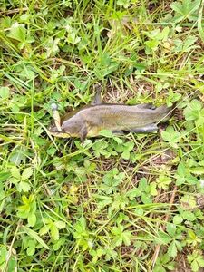 Black Bullhead