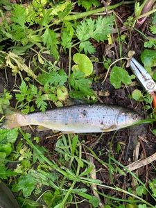 Brown Trout