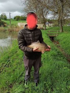 Common Carp