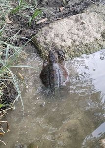 Tortue serpentine 