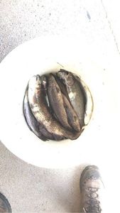 Rainbow Trout
