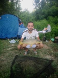 Common Carp
