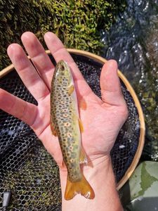 Brown Trout