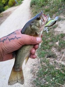 Largemouth Bass