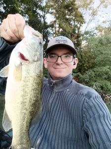 Largemouth Bass