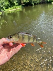 European Perch