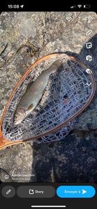 Rainbow Trout