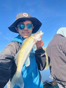 Zander