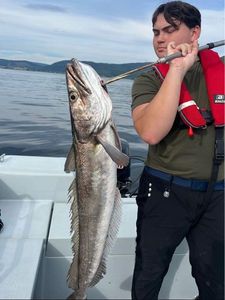 Hake
