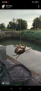 Common Shore Crab (Green Crab)