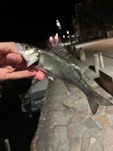 European Bass (Seabass)