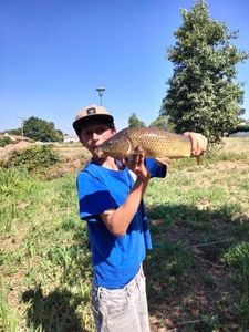 Common Carp