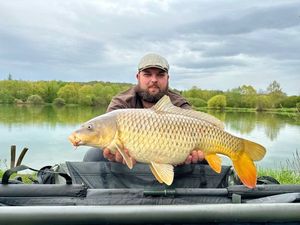 Common Carp